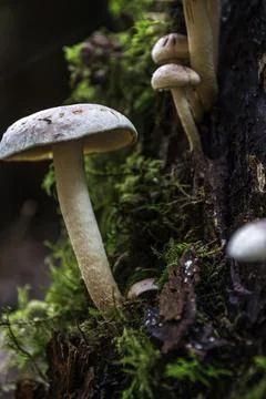A bunch of mushrooms on an old dead tree trunk Stock Photos
