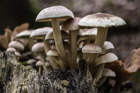 A bunch of mushrooms on an old dead tree trunk Stock Photos