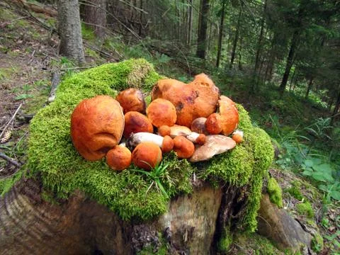 Bunch of mushrooms orange-cap boletus lies on stump with moss. Stockfoto's