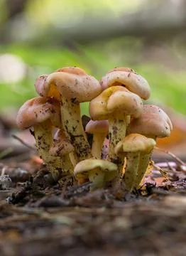 A bunch of mushrooms Stock Photos