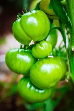 Bunch of natural tomatoes Stock Photos