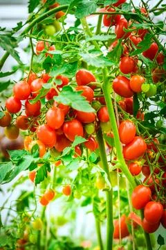 Bunch of natural tomatoes Stock Photos
