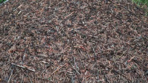 A bunch of needles on an anthill Stock Photos
