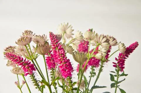 Bunch o flowers Stock Photos