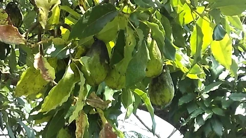 Bunch of old avocado fruit o the tree 스톡 동영상 123561711