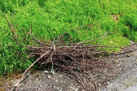 A bunch of old branches Stock Photos