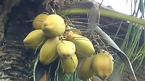 A bunch of old yellow coconut fruit on the tree Stock Footage 122559513
