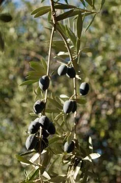 Bunch of olives Stock Photos