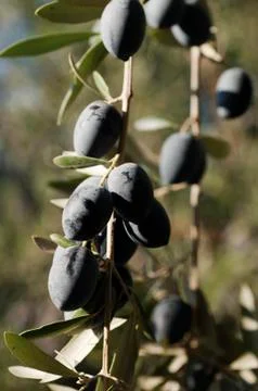 Bunch of olives Stock Photos