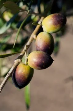 Bunch of olives Stock Photos