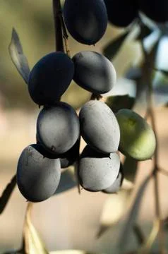 Bunch of olives Stock Photos