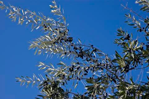 Bunch of olives Stock Photos
