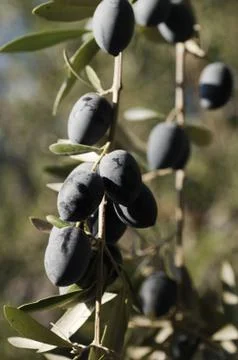 Bunch of Olives Stock Photos