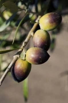 Bunch of Olives Stock Photos