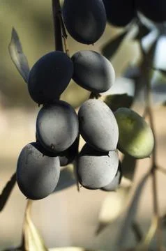 Bunch of Olives Stock Photos
