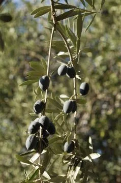 Bunch of Olives Stock Photos