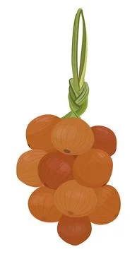 Bunch of onions bulbs. Vector cartoon illustration Stock Illustration