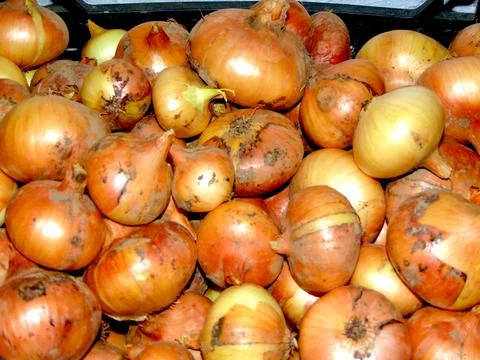 A bunch of onions - close up Photos