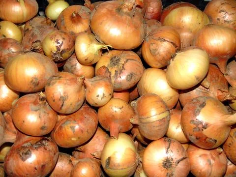 A bunch of onions - close up Stock-Fotos