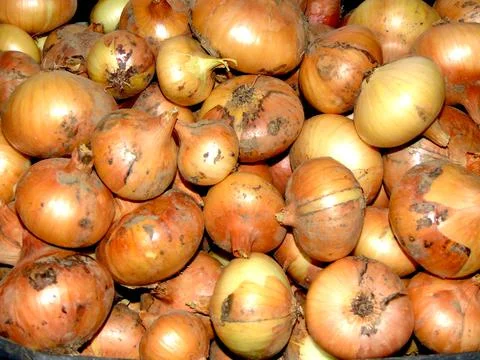 A bunch of onions - close up 写真素材