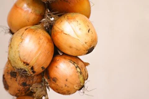 A bunch of onions Stock Photos