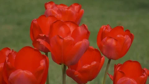 A bunch of opened red tulips are moving gentle under the pale wind of the spring Stock Footage 106892414