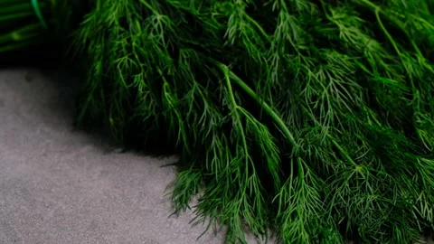 Bunch or bunch of dill on gray concrete background, fresh herbs Stock Footage 155700279