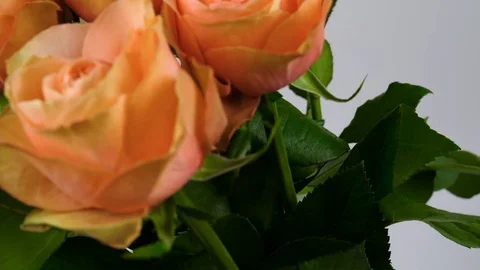 Bunch of orange and yellow roses, close-up Stock Footage 84052250