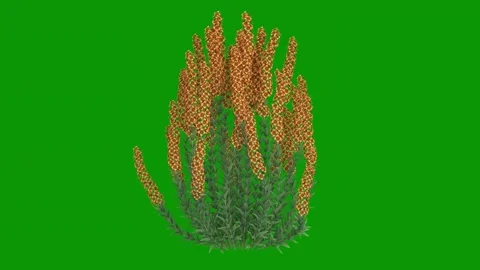 Bunch orange flowers green screen green screen animated chromakey backgrounds Stock Footage 314068075