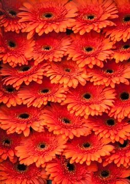 Bunch of orange Gerberas Stock Photos