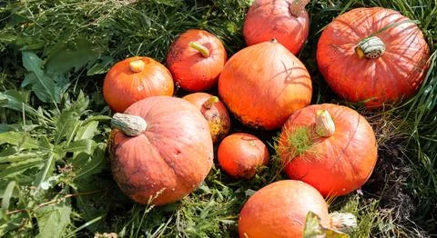 Bunch of orange pumpkins lying on the ground, fall harvest, farmers field Stock Photos