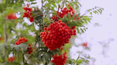 Bunch of orange-red rowan berries on a green bush in autumn in the park Stock Footage 145534281