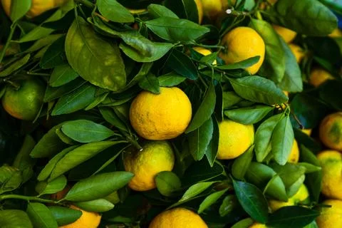 Bunch of oranges are hanging from a tree Stock Photos