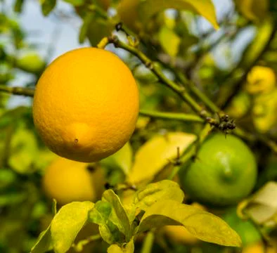 Bunch of oranges on the branch Foto stock