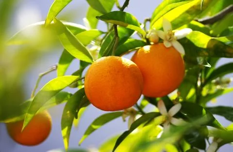 Bunch of oranges fruit on branches Foto stock