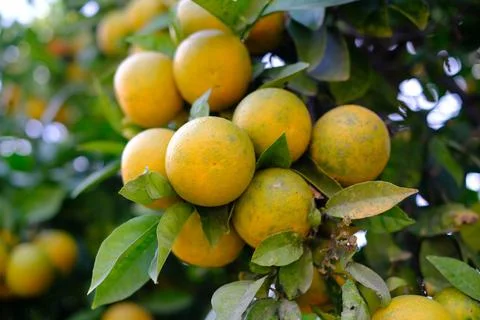 A bunch of oranges on the tree. Farming concept Stock Photos