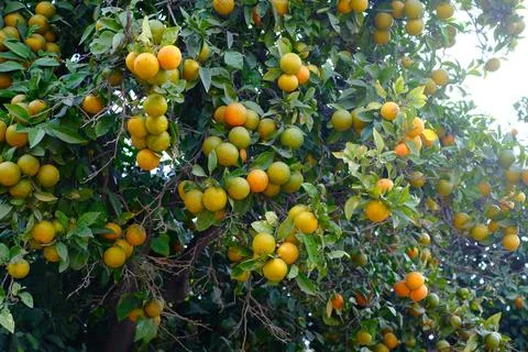 A bunch of oranges on the tree. Farming concept Stock Photos