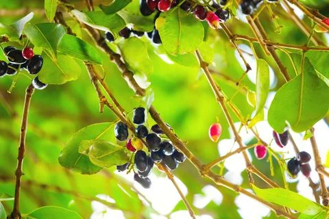 A bunch of organic blood red and black Java plum Jambolan fruits (Syzygium cu Stock Photos
