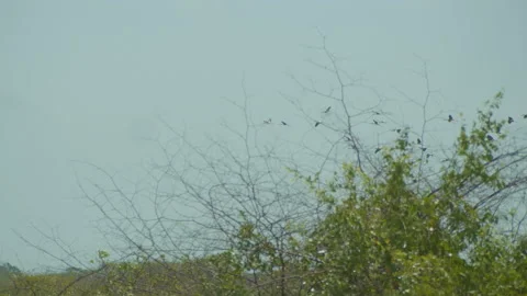 Bunch of painted stork are flying . Stock Footage 235525613
