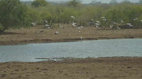 Bunch of painted stork Stock Footage 235525436