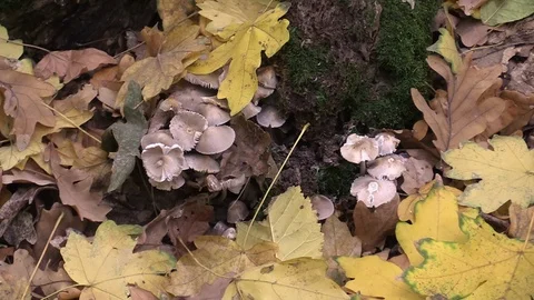 A bunch of pale toadstools under a tree. Stock Footage 119173605