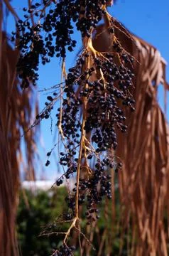 Bunch of palm fruit Stock Photos