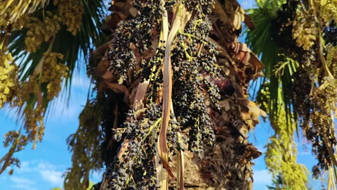 Bunch of Palm Tree Leaves and Fruit Stock Footage 312837590