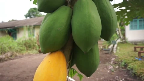 Bunch of papaya on the tree Stock Footage 220133364