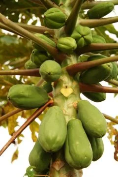 Bunch of papayas on a tree Stock Photos