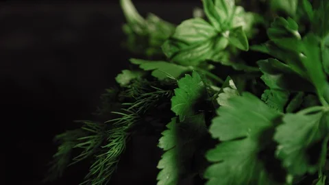 A bunch of parsley close-up Stock Footage 113081282