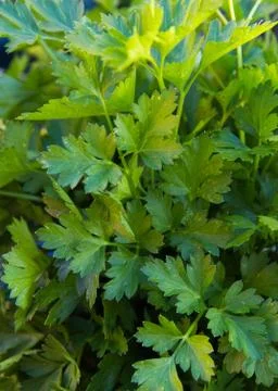 Bunch of Parsley Fotos Stock