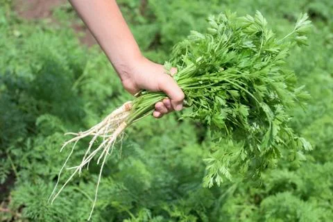 Bunch of parsley Stock Photos