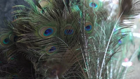 Bunch of peacock feathers displayed outside Kamakhya Temple Guwahati 4k file 171 Stock Footage 339269381