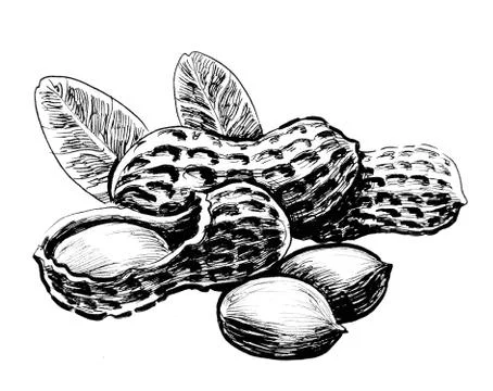 Bunch of peanuts Illustrazione stock